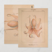 Vintager Oktopus 1851 Eledon Aldrovandi Postkarte (Vorne/Hinten)