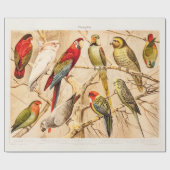 Vintager PapageiCockatoo Conure ParakeetCockatiel Geschenkpapier (Flach)
