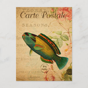 Vintager Papageienfisch Postkarte