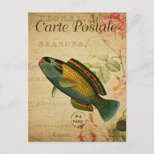 Vintager Papageienfisch Postkarte (Vorderseite)