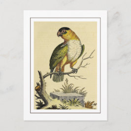 Vintager Papageienvogel Postkarte