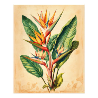Vintager Paradiesvogel Fotodruck