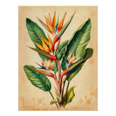 Vintager Paradiesvogel Poster (Vorderseite)