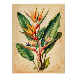 Vintager Paradiesvogel Poster