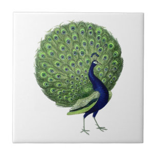 Vintager Peacock-offener Lüfter Fliese
