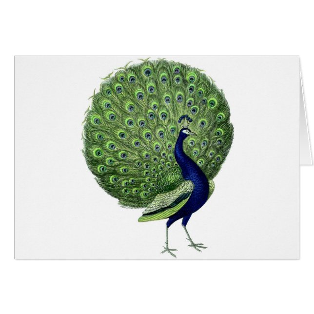 Vintager Pfau (Vorderseite (Horizontal))