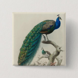 Vintager Pfau Button