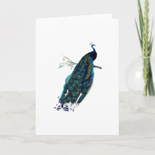 Vintager Pfau-Illustrationsgruß Karte