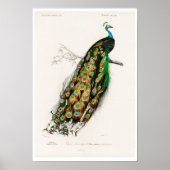 VINTAGER PFAU POSTER (Vorne)