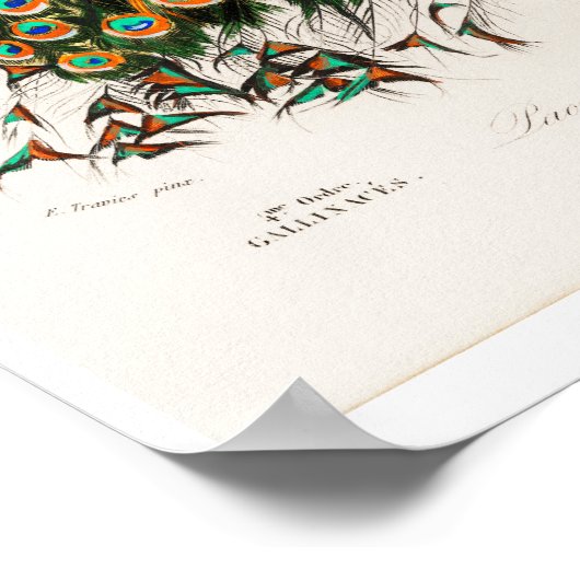 VINTAGER PFAU POSTER (Ecke)