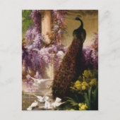 Vintager Pfau Postkarte (Vorderseite)