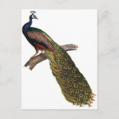 Vintager Pfau Postkarte (Vorderseite)