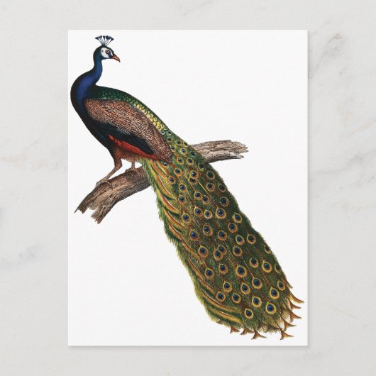 Vintager Pfau Postkarte (Vorderseite)