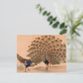 Vintager Pfau Postkarte (Stehend Vorderseite)