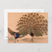 Vintager Pfau Postkarte (Vorne/Hinten)