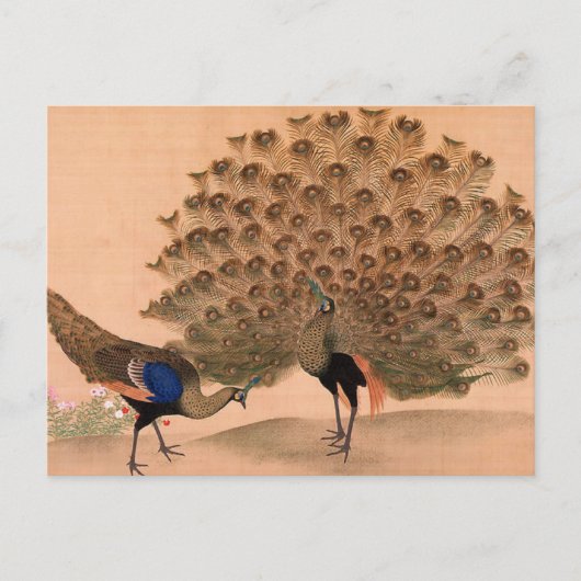 Vintager Pfau Postkarte (Vorderseite)