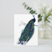 Vintager Pfau Postkarte (Stehend Vorderseite)