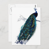 Vintager Pfau Postkarte (Vorne/Hinten)