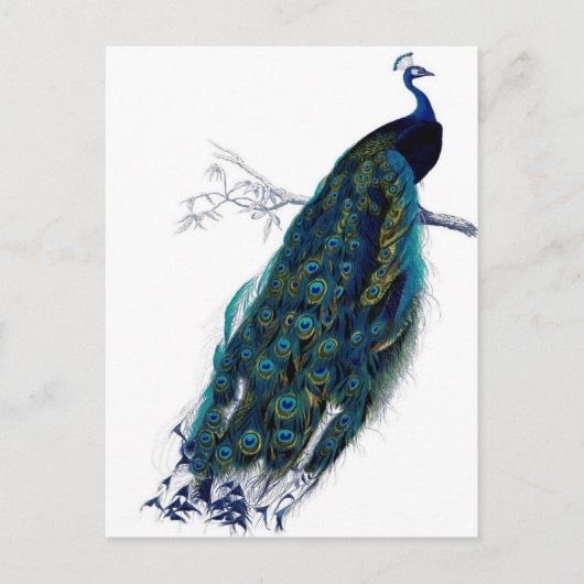 Vintager Pfau Postkarte (Vorderseite)