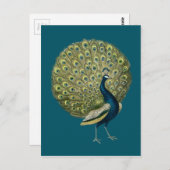 Vintager Pfau Postkarte (Vorne/Hinten)