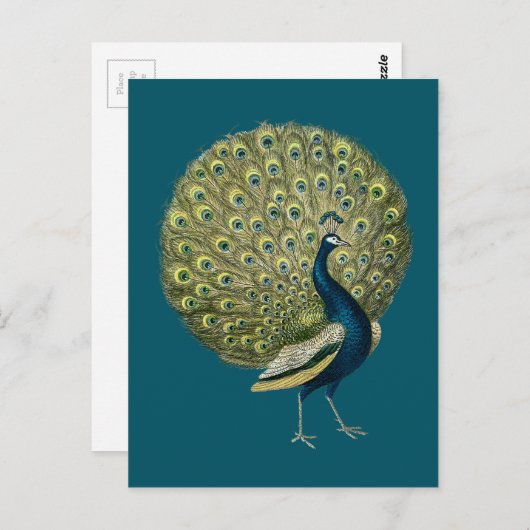Vintager Pfau Postkarte (Vorne/Hinten)