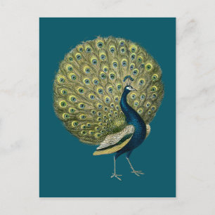 Vintager Pfau Postkarte