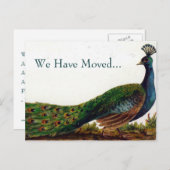 Vintager Pfauenwechsel bei Postkarten (Vorne/Hinten)