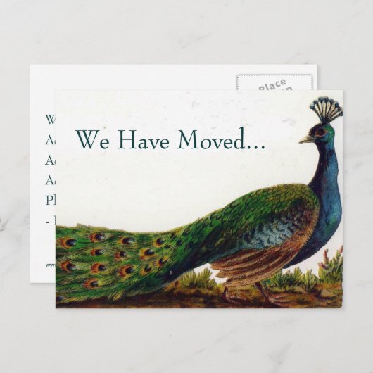 Vintager Pfauenwechsel bei Postkarten (Vorne/Hinten)