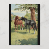 Vintager Pferdestutestallions-Reiter Postkarte (Vorderseite)