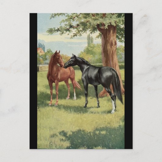 Vintager Pferdestutestallions-Reiter Postkarte (Vorderseite)