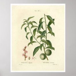 Vintager Pfirsichbaum (Prunus persica) N.1 Poster