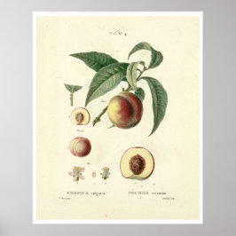 Vintager Pfirsichbaum (Prunus persica) N.4 Poster
