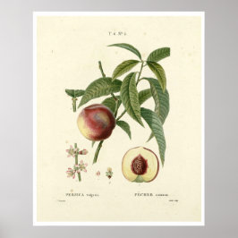Vintager Pfirsichbaum (Prunus persica) N.6 Poster