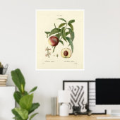 Vintager Pfirsichbaum (Prunus persica) N.6 Poster (Heimbüro)