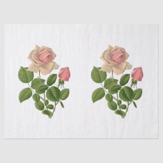 Vintager Pink Tee Rose Blume Seidenpapier (Vorderseite)