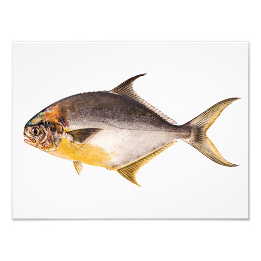 Vintager Pompanischer Fisch - Game Fish Template B Fotodruck (Vorne)