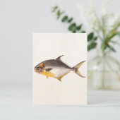 Vintager Pompanischer Fisch - Game Fish Template B Postkarte (Stehend Vorderseite)