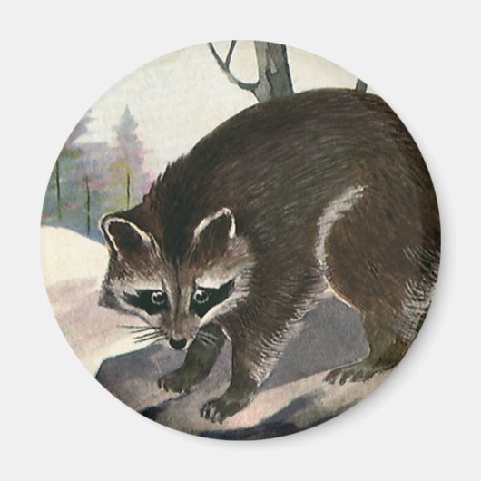 Vintager Raccoon, Wildtiere Magnet (Vorne)
