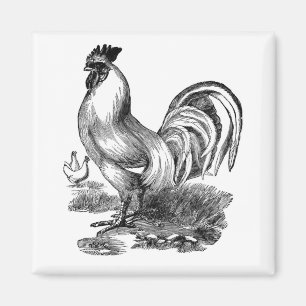 Vintager Rooster-Hahn für Antiquitäten Magnet