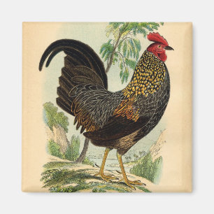 Vintager Rooster-Hahn für Antiquitäten Magnet