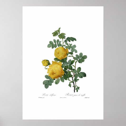 Vintager Rosenstopp Poster (Vorne)