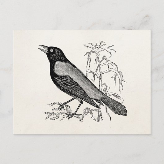 Vintager rostiger Krow-Blackbird - Retro-Vögel Postkarte (Vorderseite)