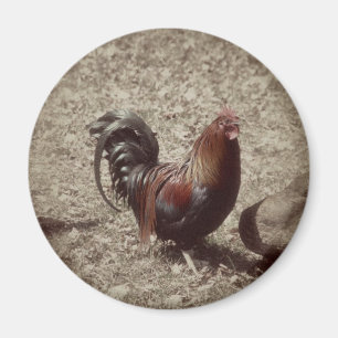 Vintager roter Hahn Magnet