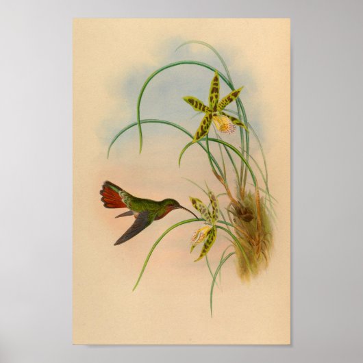 Vintager Roter Hummingvogel Gelbe Blume drucken Poster (Vorne)