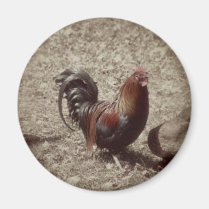 Vintager Rothahn Magnet