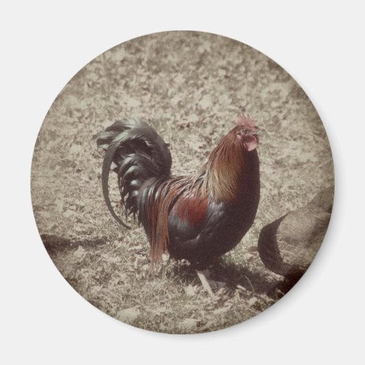 Vintager Rothahn Magnet (Vorne)