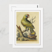 Vintager Rotschwanz-Amazonas-Papagei Postkarte (Vorne/Hinten)