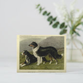 Vintager Schafhund Postkarte (Stehend Vorderseite)