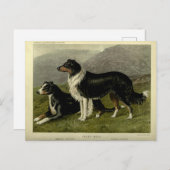 Vintager Schafhund Postkarte (Vorne/Hinten)