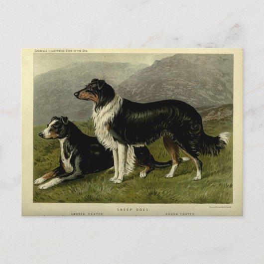 Vintager Schafhund Postkarte (Vorderseite)